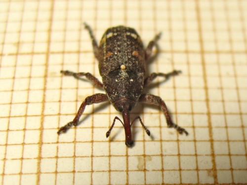 Réf. 209 577 : Pissodes castaneus