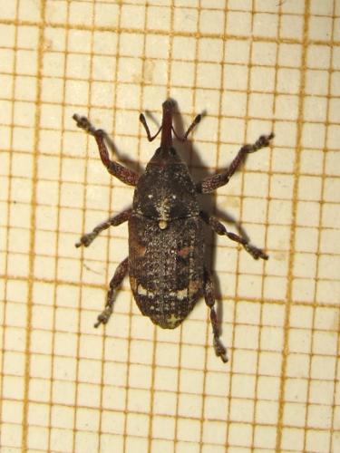 Réf. 209 578 : Pissodes castaneus