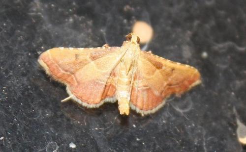 Réf. 209 056 : Endotricha flammealis