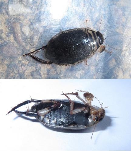 Réf. 209 871 : Acilius sulcatus