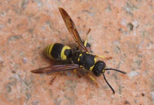 Ancistrocerus sp.