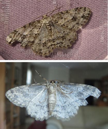 Ectropis crepuscularia