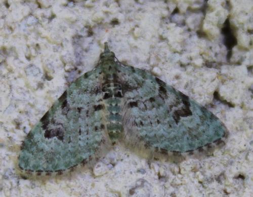 Réf. 209 231 : Chloroclystis v-ata