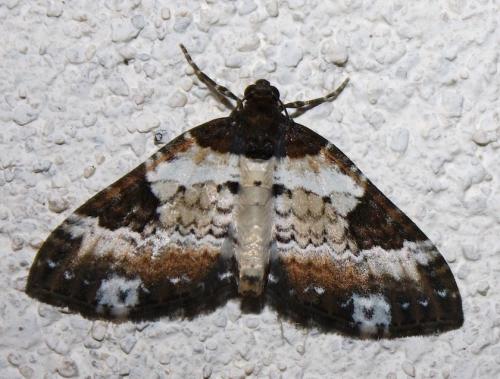 Réf. 209 960 : Melanthia procellata