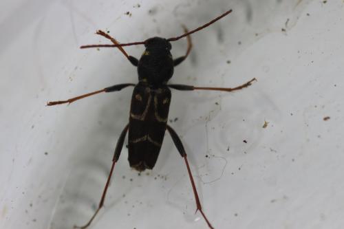 Réf. 209 238 : Xylotrechus antilope