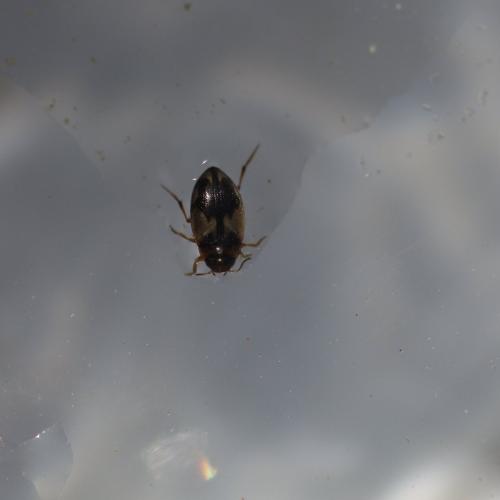 Hydroglyphus geminus