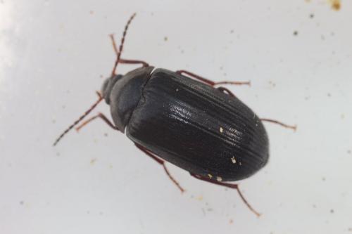 Prionychus fairmairii