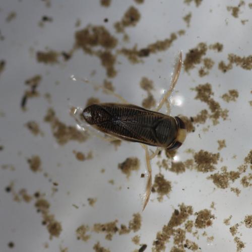 Sigara nigrolineata