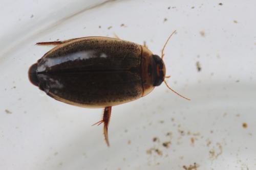 Rhantus suturalis