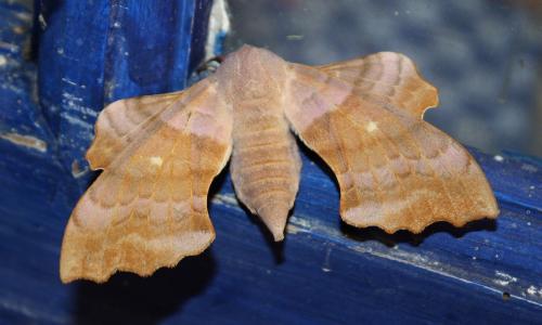 Réf. 209 305 : Laothoe populi