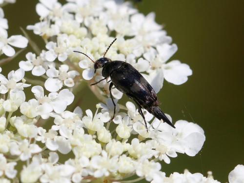 Variimorda villosa
