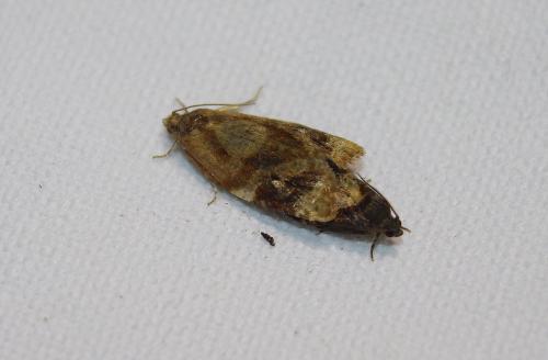 Réf. 209 678 : Ditula angustiorana