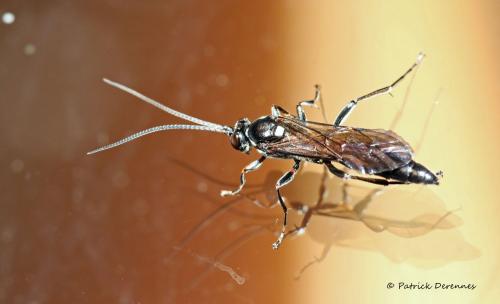 Réf. 209 372 : Coelichneumon bohemani