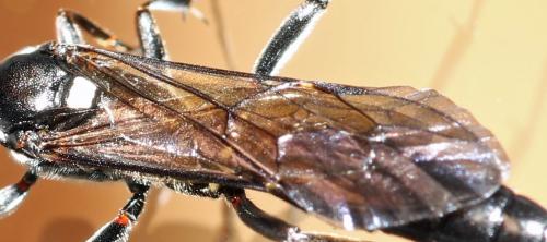 Réf. 209 641 : Coelichneumon bohemani
