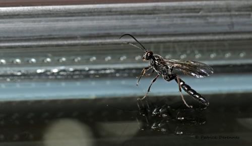 Réf. 209 373 : Coelichneumon bohemani