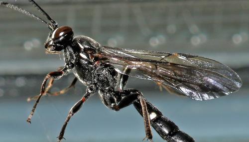 Coelichneumon bohemani