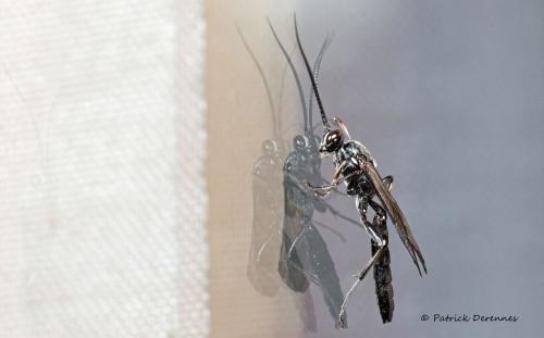 Coelichneumon bohemani