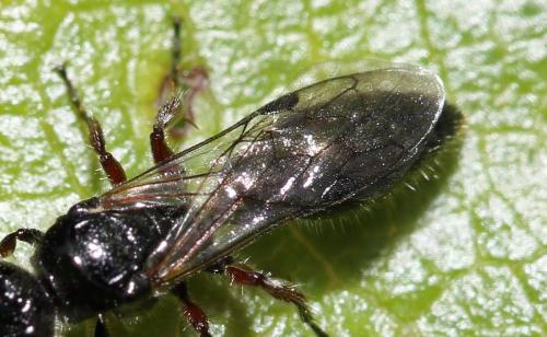 Tiphia femorata