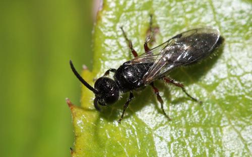 Tiphia femorata