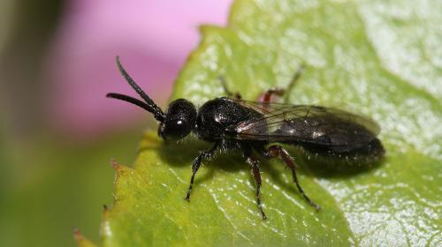 Tiphia femorata