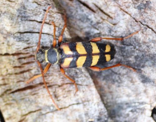 Leptura aurulenta