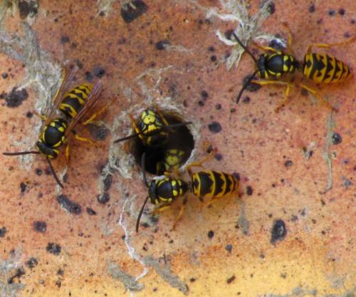 Vespula germanica