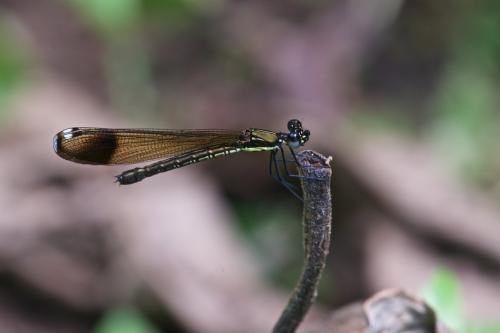 Rhinocypha humeralis