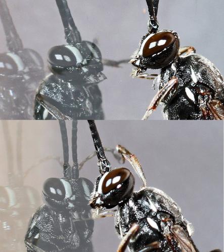 Coelichneumon bohemani