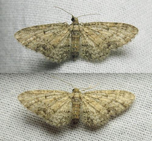 Réf. 209 891 : Eupithecia inturbata