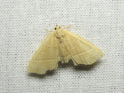 Trisateles emortualis