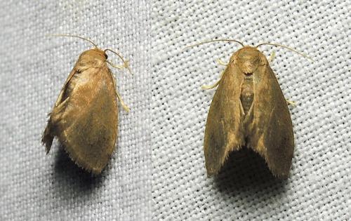 Heterogenea asella