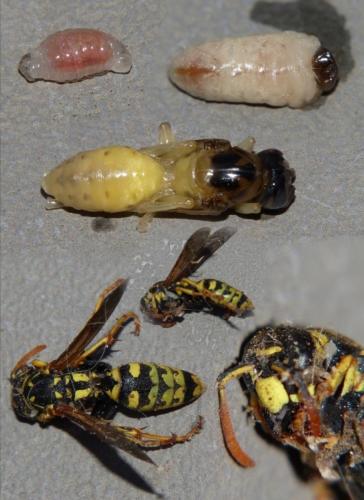Polistes dominula
