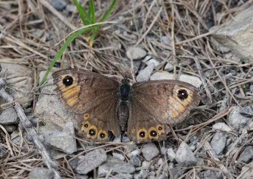 Lasiommata petropolitana