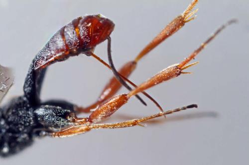 Réf. 209 837 : Orgilus sp.