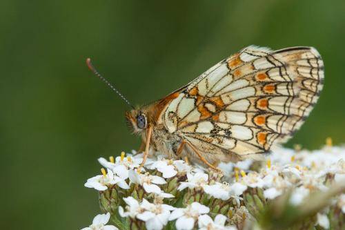 Melitaea sp.