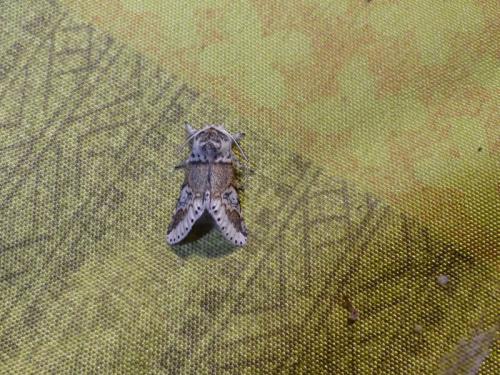 Furcula furcula