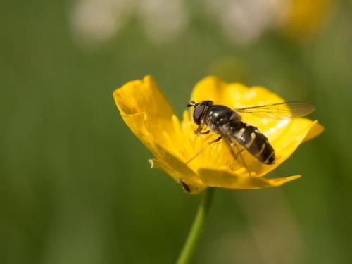 Dasysyrphus pinastri