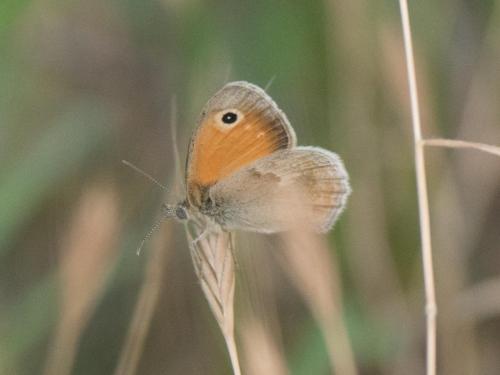 Réf. 209 224 : Coenonympha pamphilus