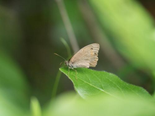 Maniola jurtina