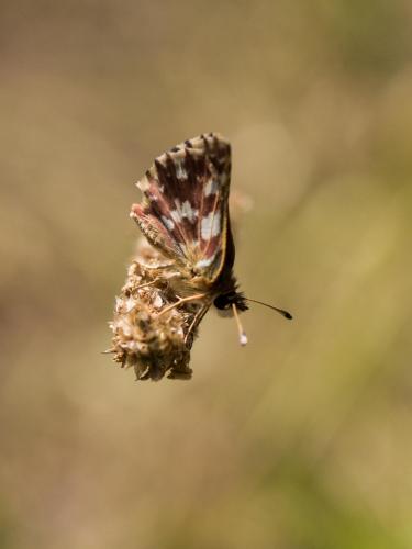 Réf. 209 267 : Spialia sertorius
