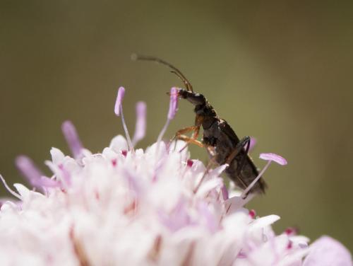 Réf. 209 265 : Oedemera barbara