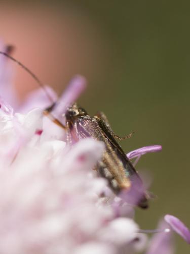 Réf. 209 266 : Oedemera barbara