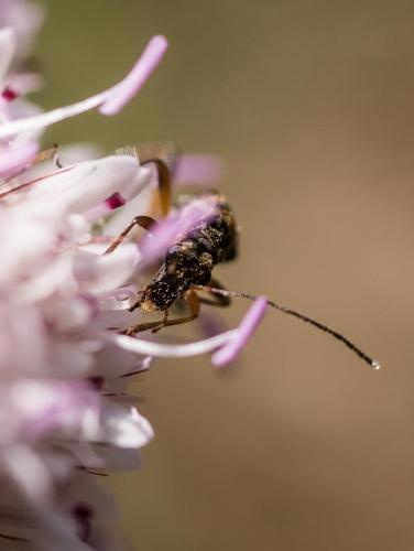 Réf. 209 264 : Oedemera barbara