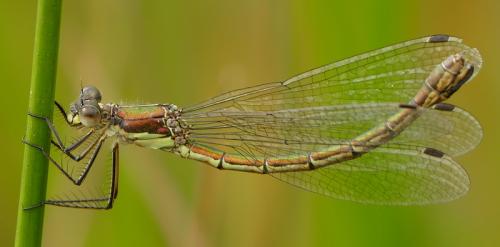 Lestes dryas