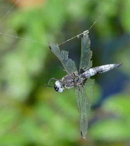 Libellula fulva