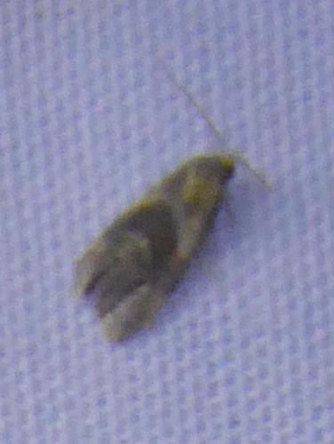 Cochylini