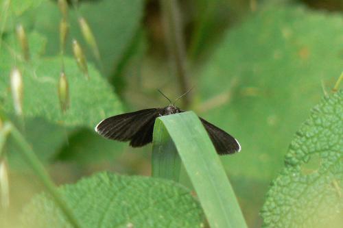 Odezia atrata