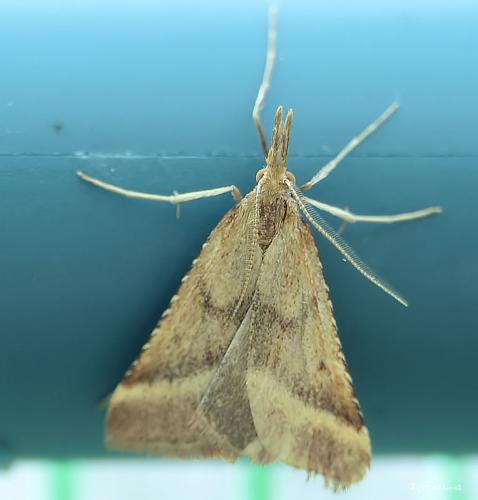 Synaphe punctalis