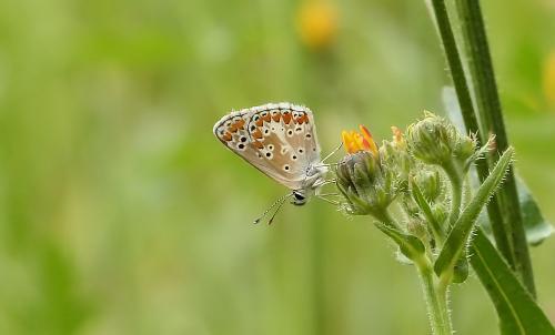 Réf. 209 936 : Aricia agestis