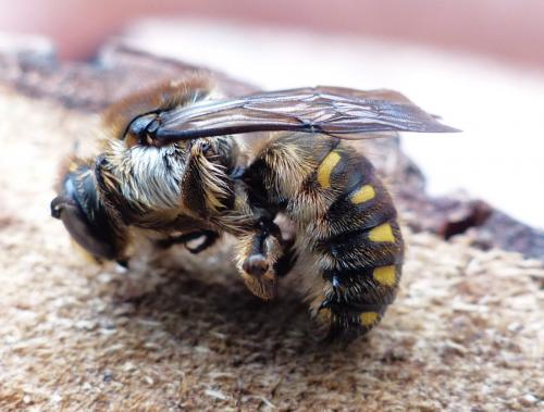 Anthidium septemspinosum